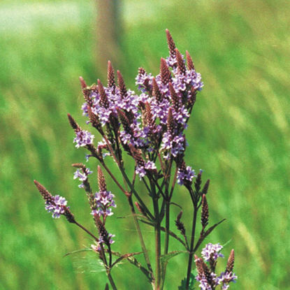 Picture of Blue Vervain - Plant