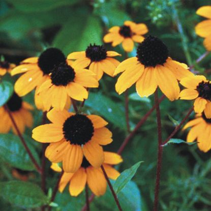 Picture of Brown-Eyed Susan - Plant