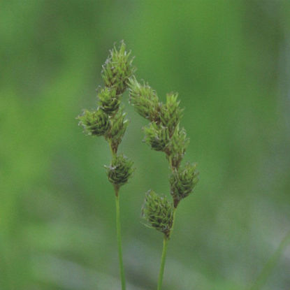 Picture of Bicknell's Sedge - Plant