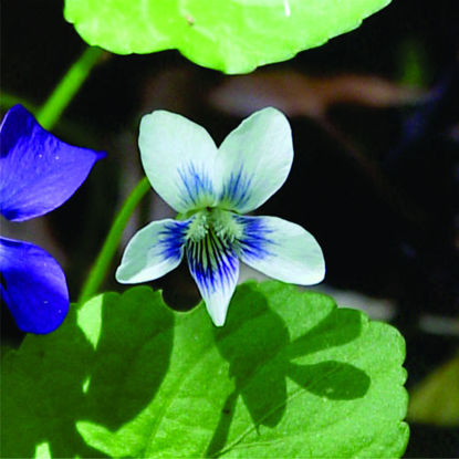 Picture of Bi-Color (White) Violet - Plant