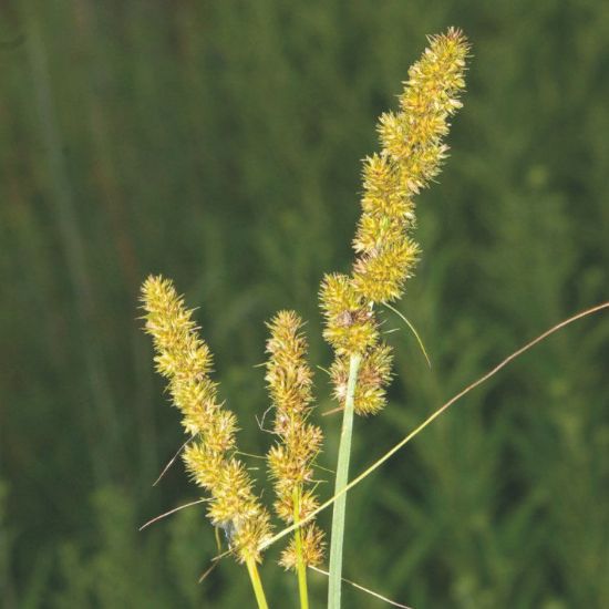 Picture of Brown Fox Sedge - Plant