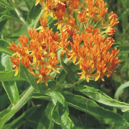 Picture of Butterfly Milkweed - Plant