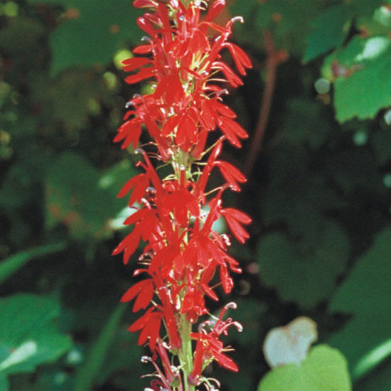 Picture of Cardinal Flower - Plant