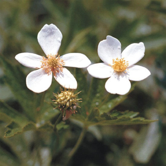 Picture of Canada Anemone - Plant