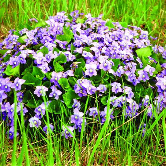 Picture of Blue Wood Violet - Plant