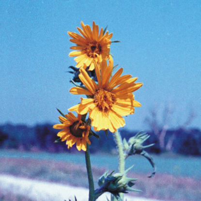 Picture of Compass Plant - Plant
