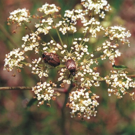 Picture of Cowbane - Plant