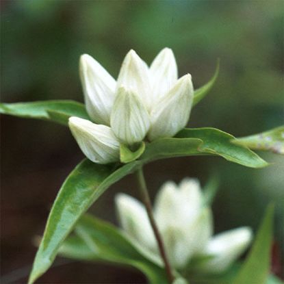 Picture of Cream Gentian - Plant