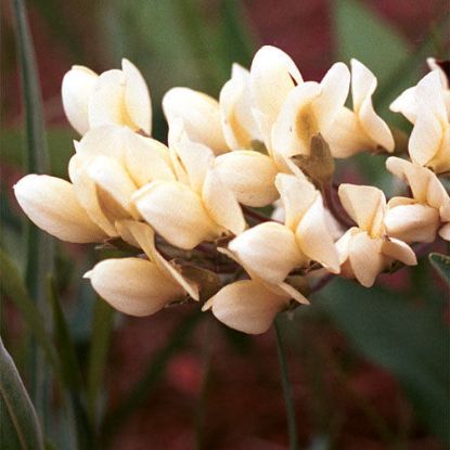 Picture of Cream Indigo - Plant