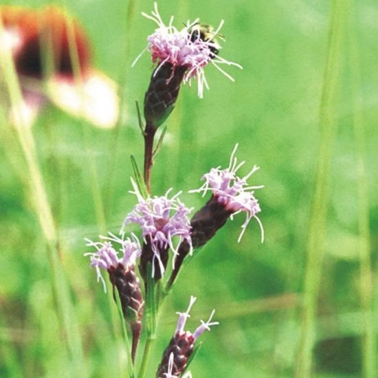 Picture of Dwarf Blazing Star - Plant