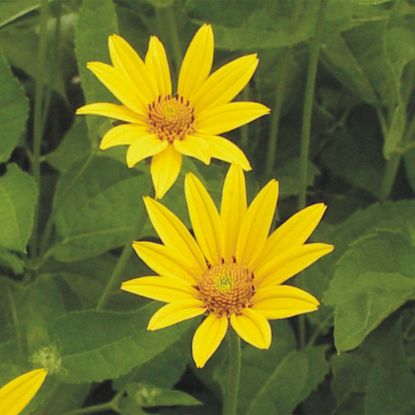 Picture of Early Sunflower - Plant