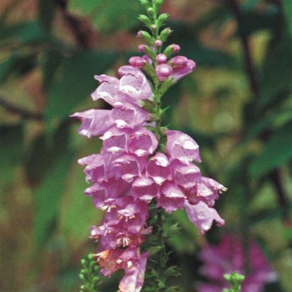 Picture of False Dragonhead - Plant