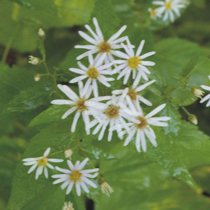 Picture of Forked Aster - Plant
