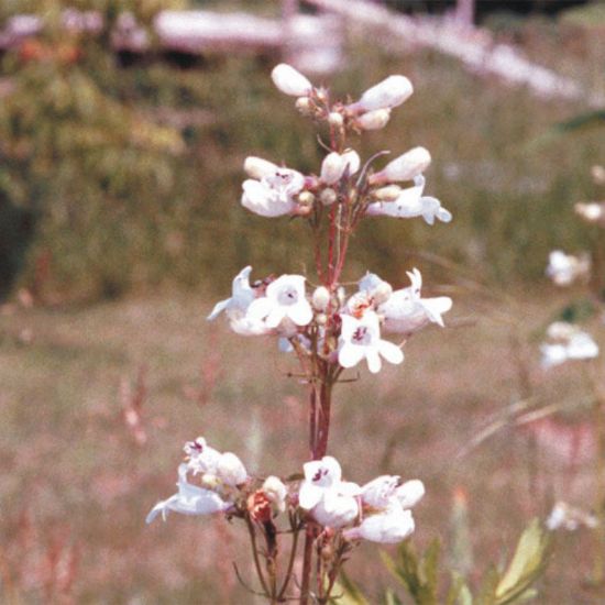 Picture of Foxglove Penstemon - Plant