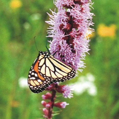 Picture of Gayfeather - Plant