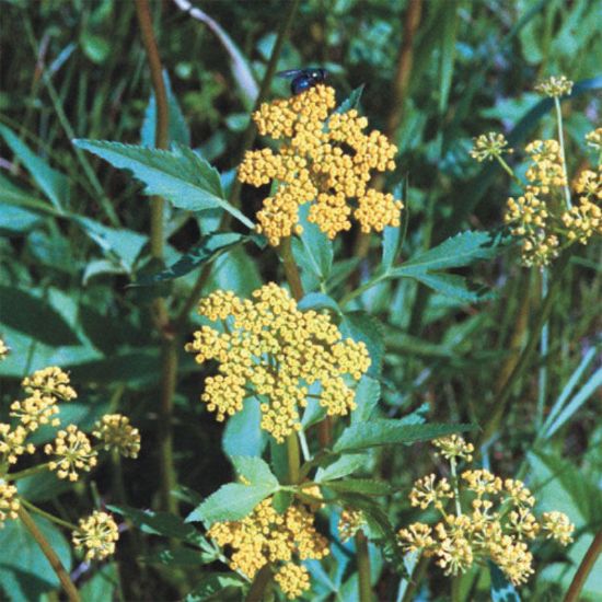 Picture of Golden Alexanders - Plant