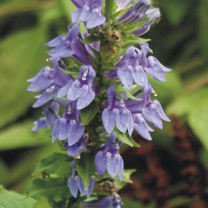 Picture of Great Blue Lobelia - Plant