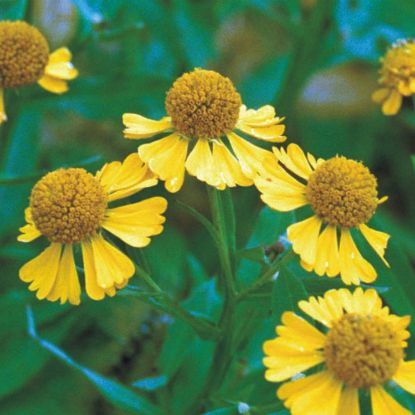 Picture of Helen's Sunflower - Plant