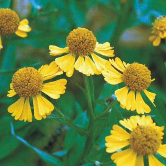 Picture of Helen's Sunflower - Plant