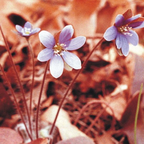 Picture of Round-Lobed Hepatica - Plant