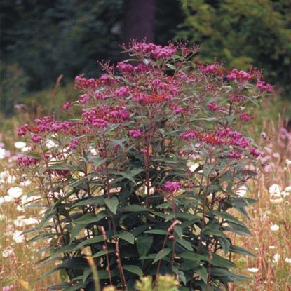 Picture of Ironweed - Plant