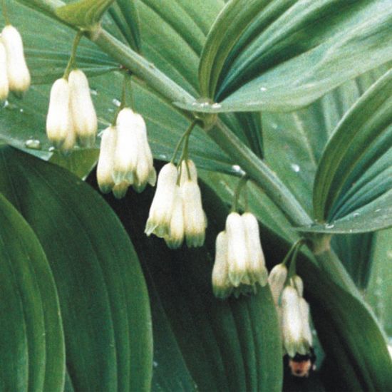 Picture of King Solomon's Seal - Plant