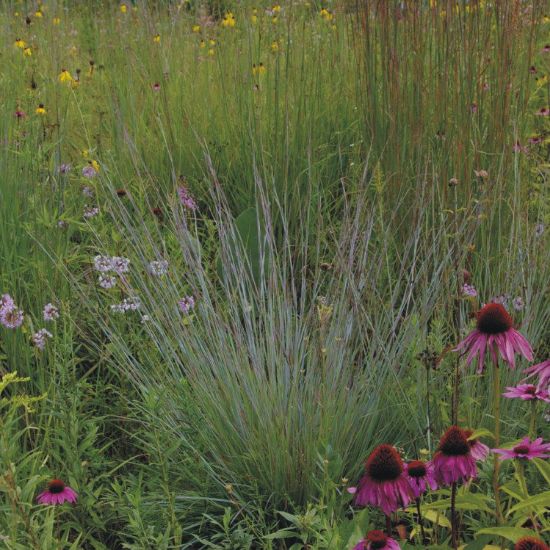 Picture of Little Bluestem - Plant