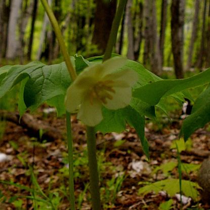 Picture of May Apple - Plant