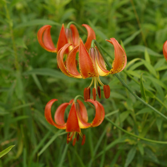 Picture of Michigan Lily - Seed