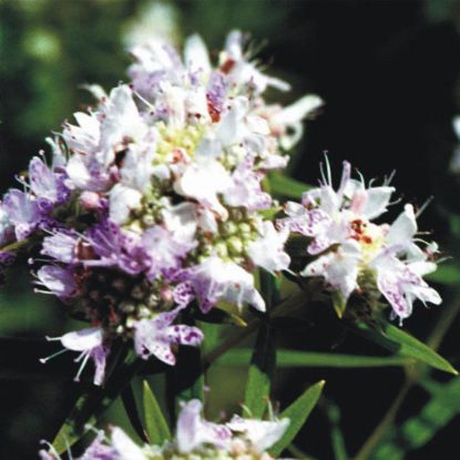 Picture of Mountain Mint - Plant
