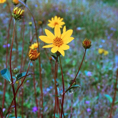 Picture of Naked Sunflower - Plant