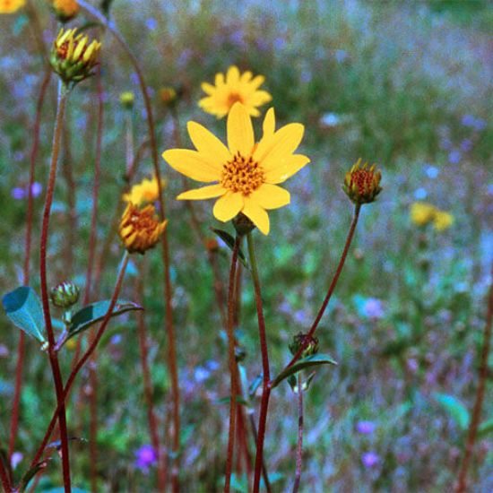 Picture of Naked Sunflower - Plant