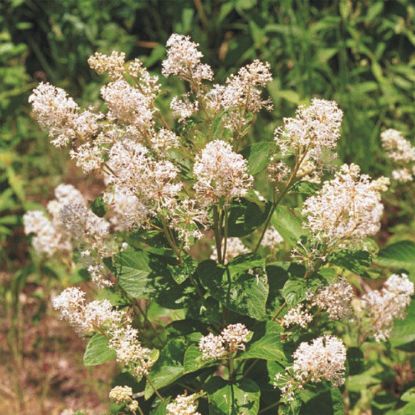 Picture of New Jersey Tea - Plant