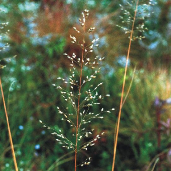 Picture of Northern Dropseed - Plant