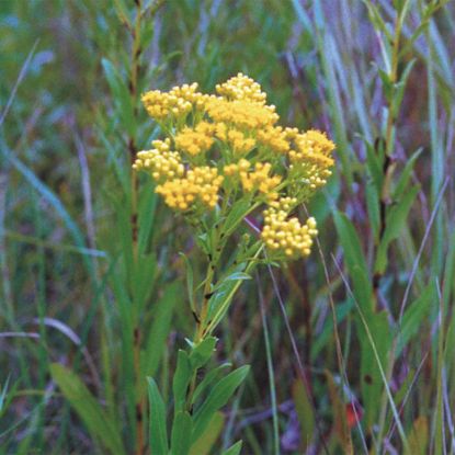 Picture of Ohio Goldenrod - Plant