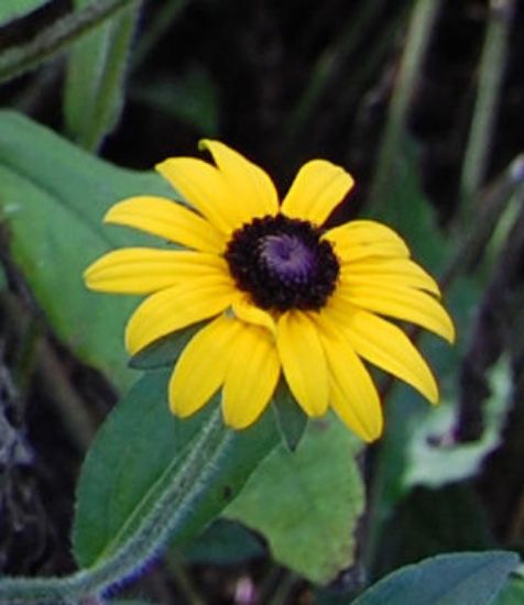 Picture of Orange Coneflower - Plant