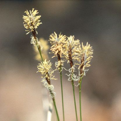 Picture of Penn Sedge - Plant