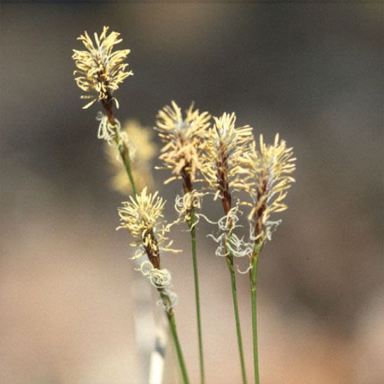 Picture of Penn Sedge - Plant