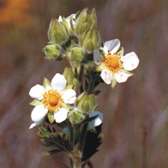 Picture of Prairie Cinquefoil - Plant