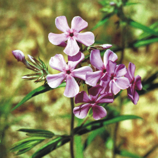 Picture of Prairie Phlox - Plant