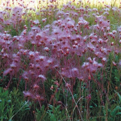 Picture of Prairie Smoke - Plant