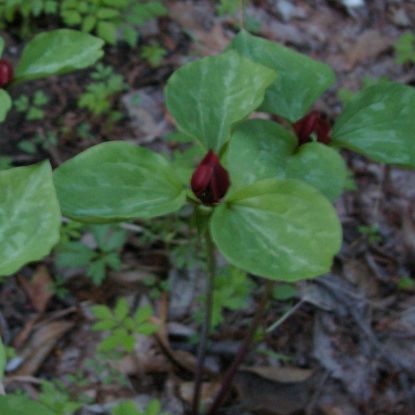 Picture of Prairie Trillium - Plant