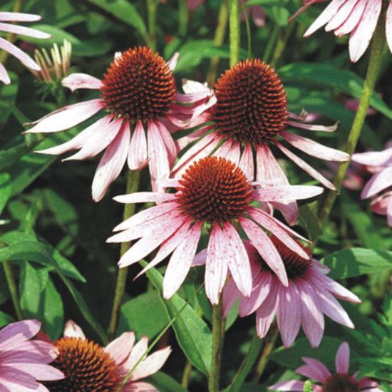 Picture of Purple Coneflower - Plant