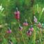Picture of Purple Prairie Clover - Plant
