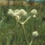 Picture of Rattlesnake Master - Plant