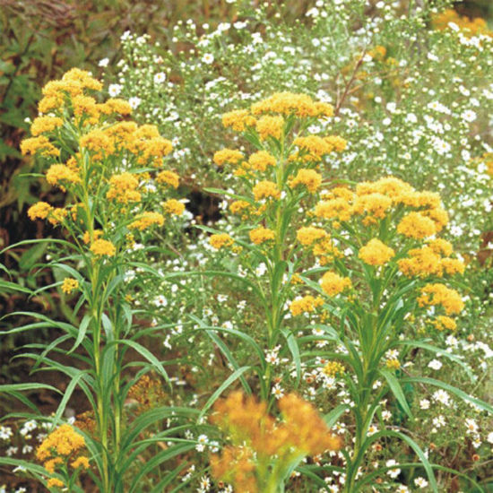 Picture of Riddell's Goldenrod - Plant