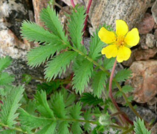 Picture of Silverweed - Plant