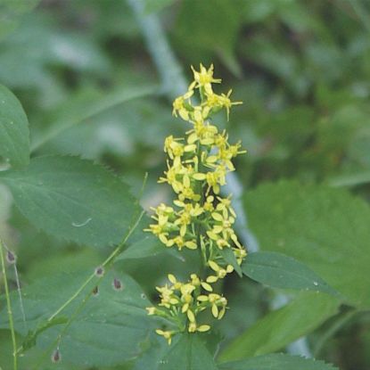Picture of Zig Zag Goldenrod - Plant