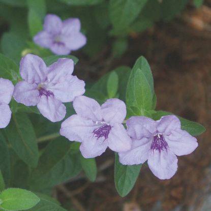 Picture of Wild Petunia - Plant