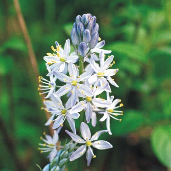 Picture of Wild Hyacinth - Plant
